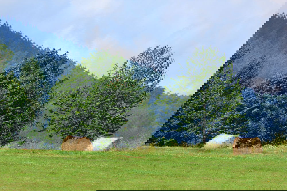 Similar – Foto Bild Holzstapel mit Waldstück und Wiese im Schwarzwald