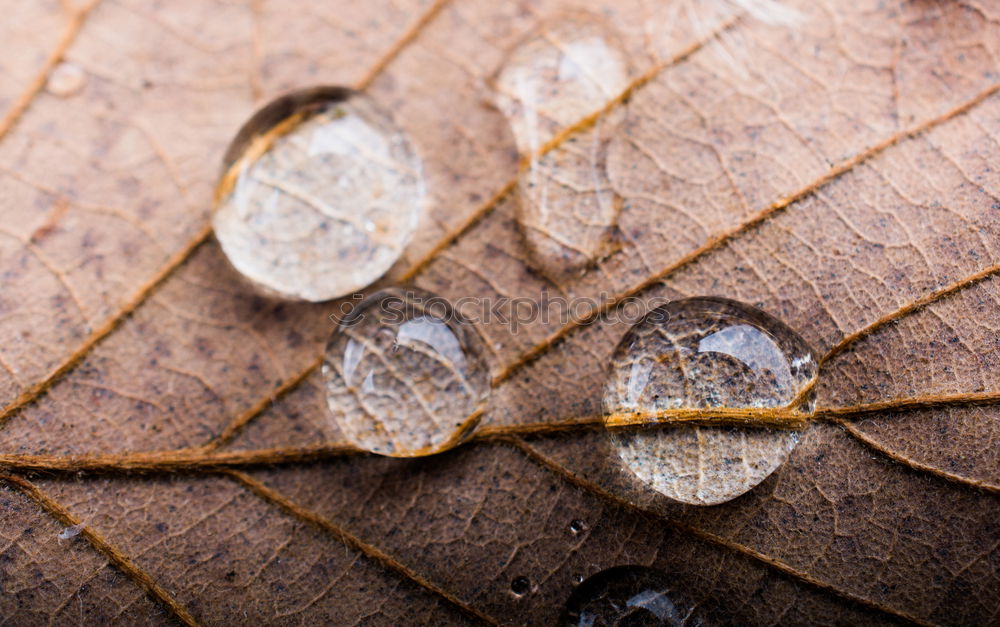Similar – Foto Bild Tröpfchen Wassertropfen