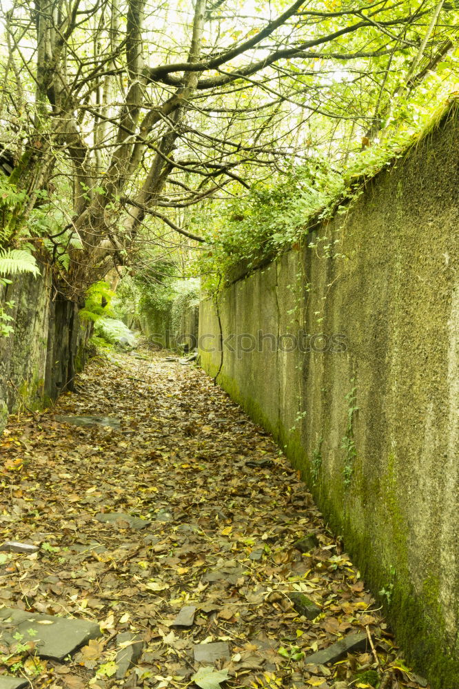 Similar – Foto Bild Scheideweg, ein Weg teilt sich in einem Park