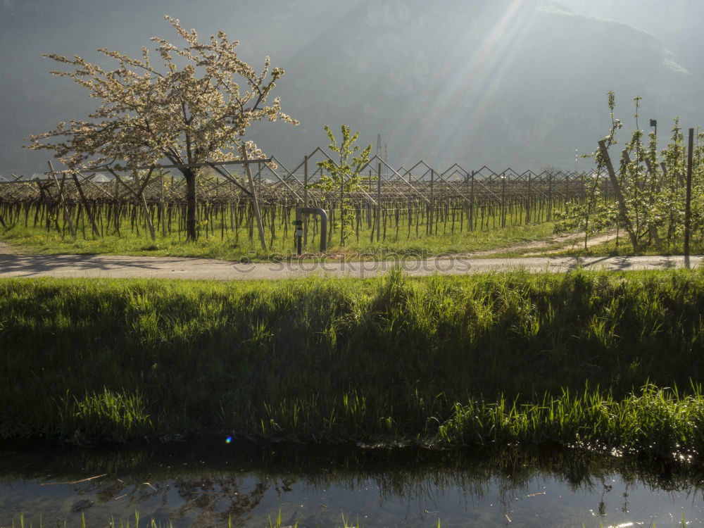 Similar – Image, Stock Photo Vineyards in autumn