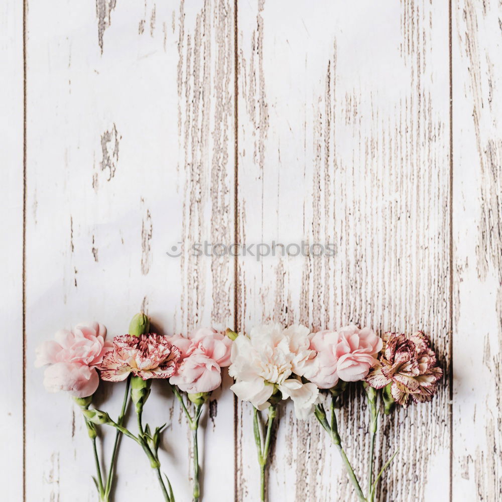 Similar – Ranunculus bundles in a glass vase