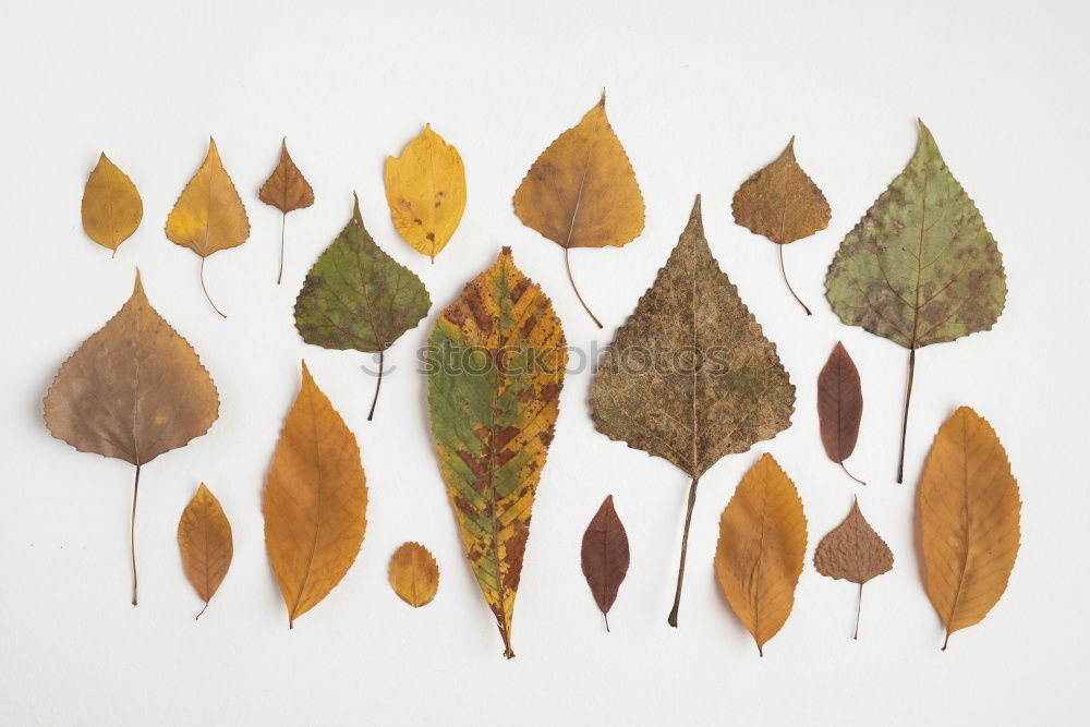 Similar – Image, Stock Photo Herbarium. Brown leaf on paper background