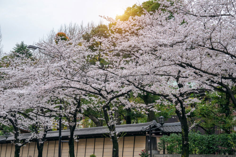 Similar – Image, Stock Photo #A# Dresden Spring II Art