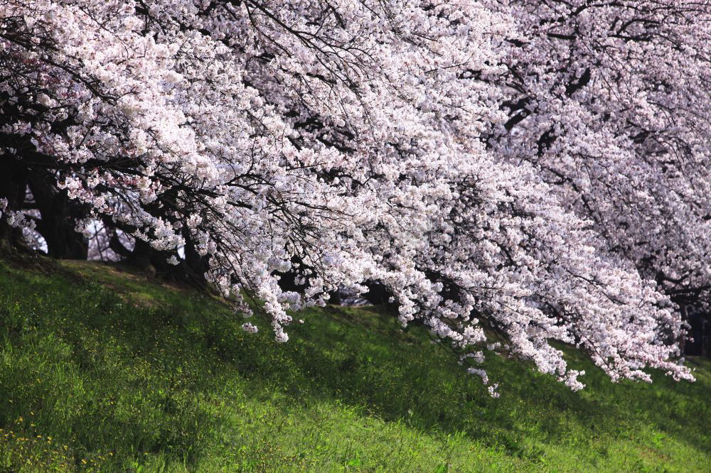 Similar – peach blossom Environment