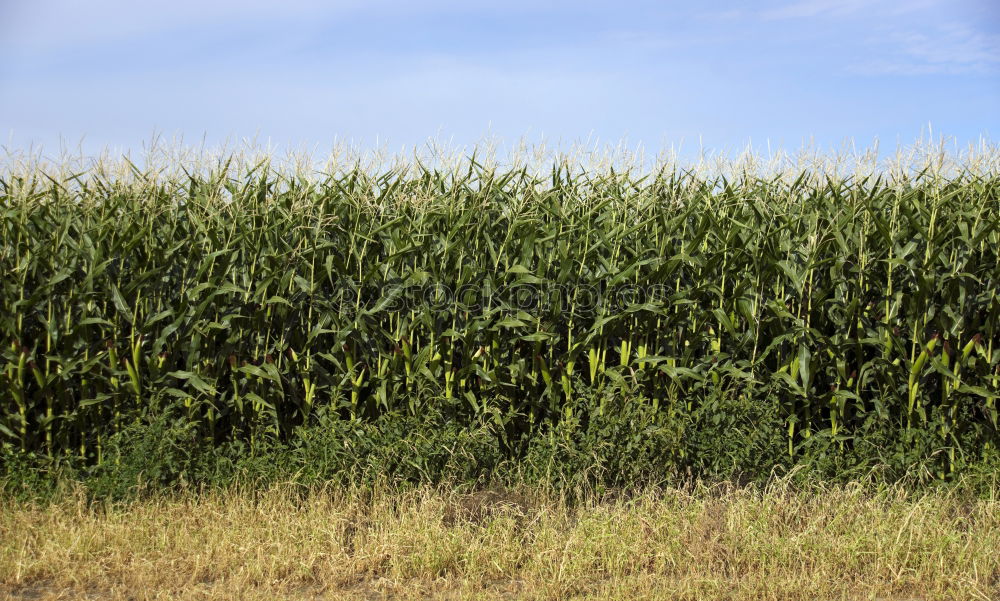 Similar – Foto Bild Mais Maisfeld Maiskolben