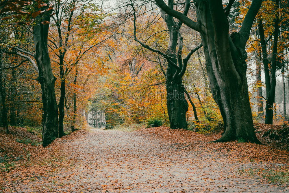 Similar – Image, Stock Photo Forest alley with autumn leaves and wooden bench