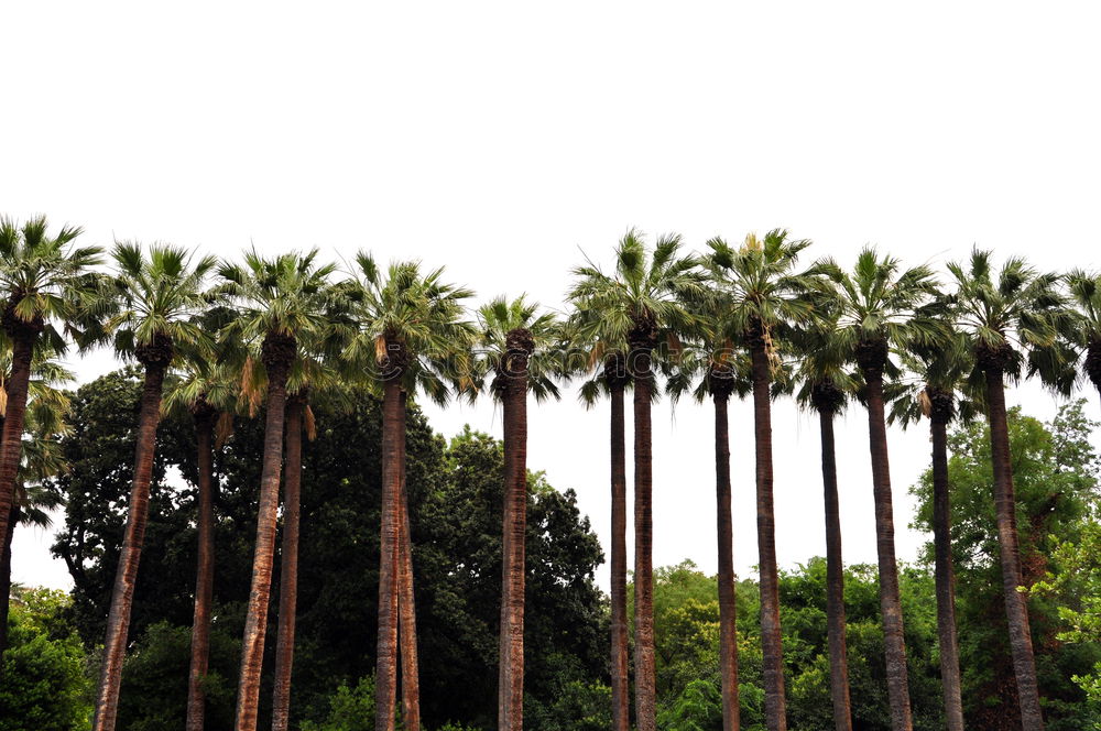 Similar – Summer Palms Palm tree Sun