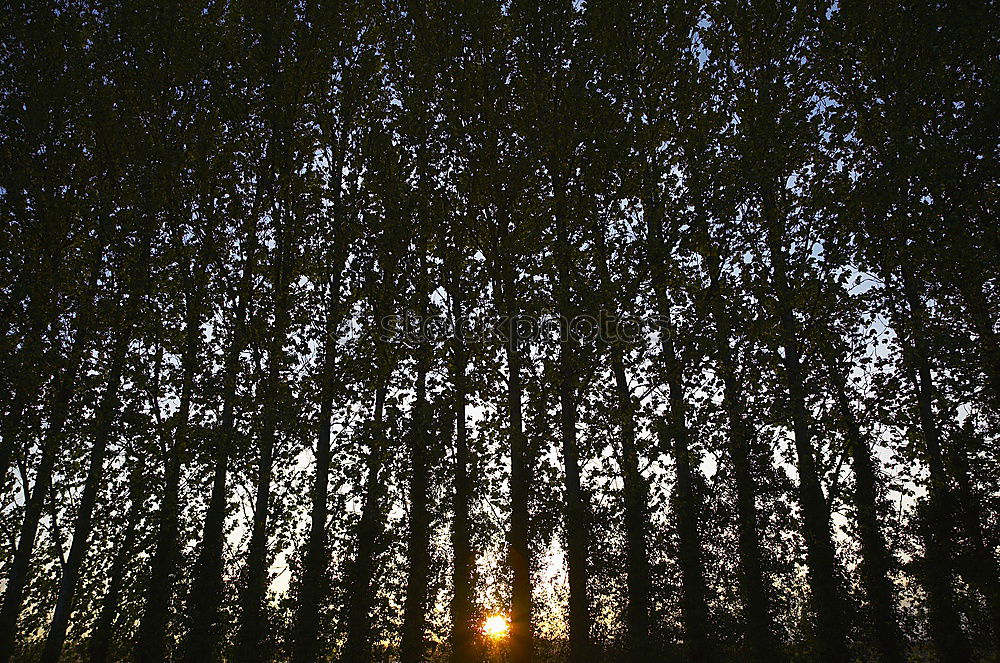 Similar – Foto Bild blaue Stunde Garten