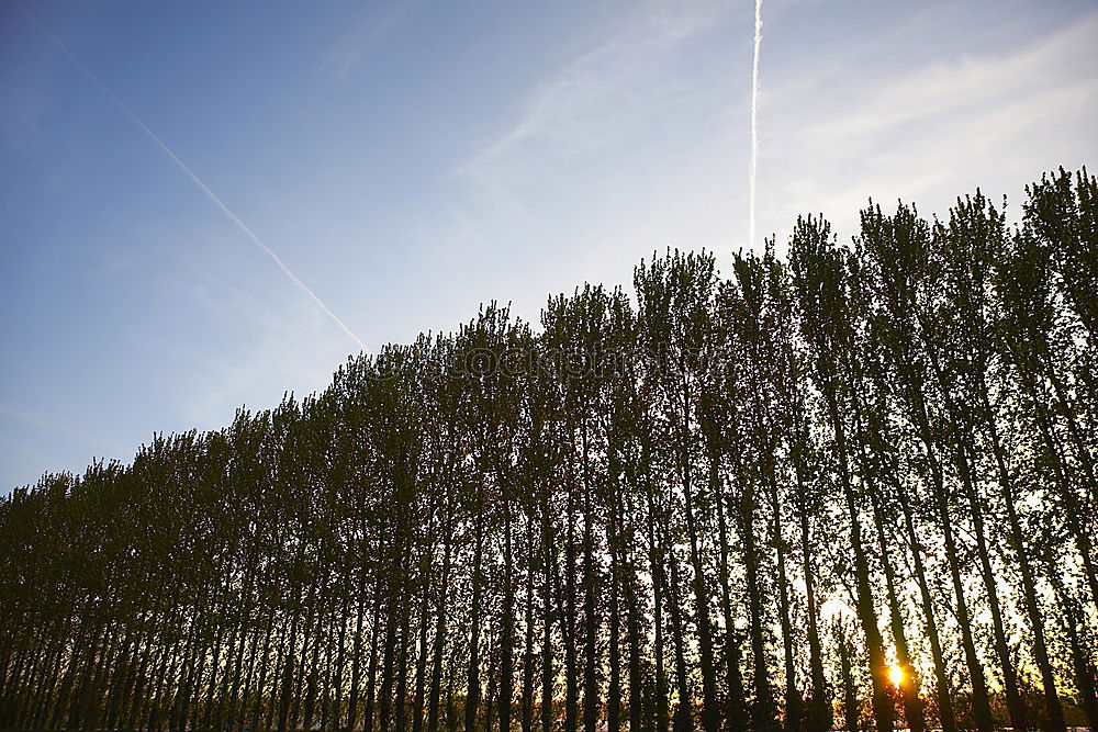 Similar – lowland Field Autumn Tree