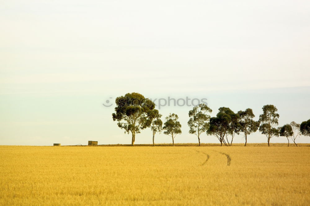 Similar – Image, Stock Photo midsummer Landscape