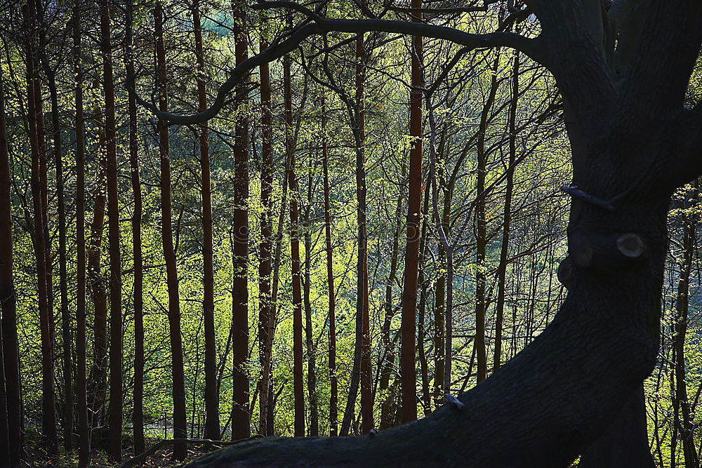 Similar – Image, Stock Photo forest Environment Nature