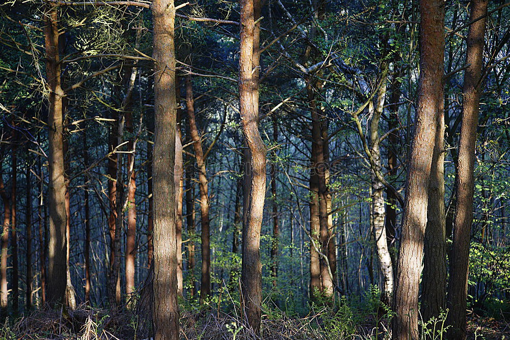 Similar – Rows of trees in forest