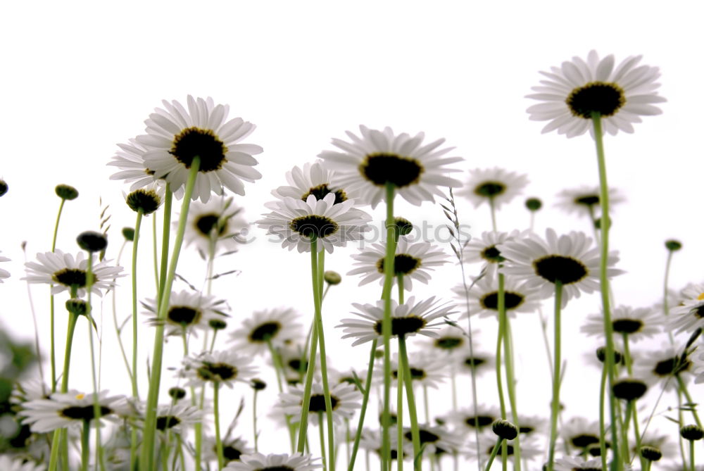 Similar – Image, Stock Photo Unity in diversity Meadow