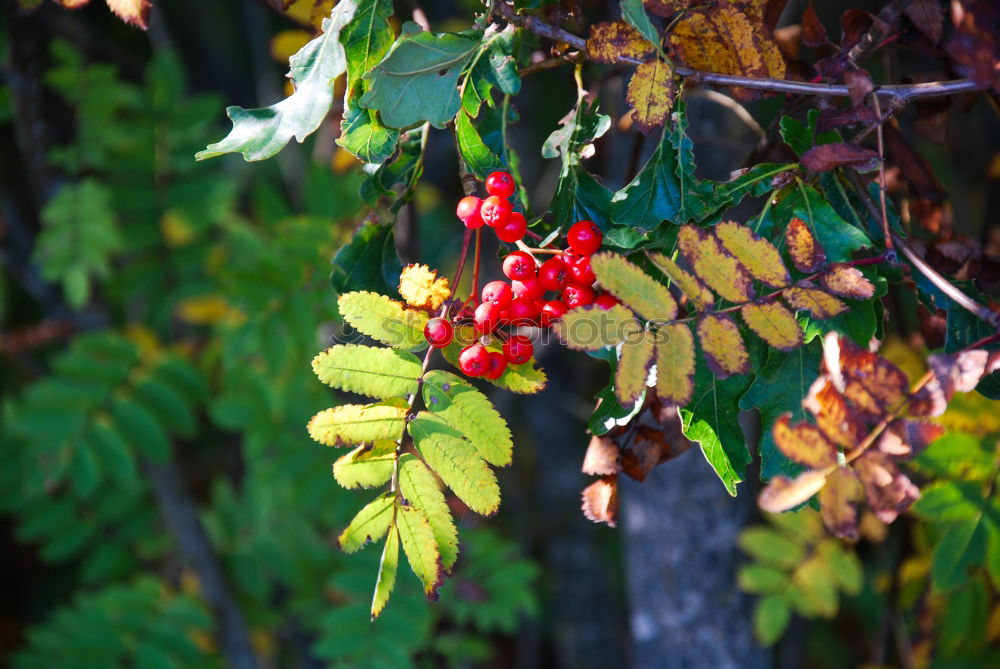 Similar – Raspberries Urban Gardening