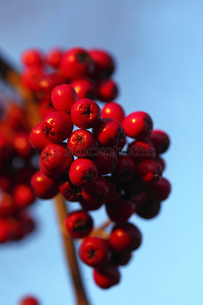 Similar – Image, Stock Photo Red berries before blue sky