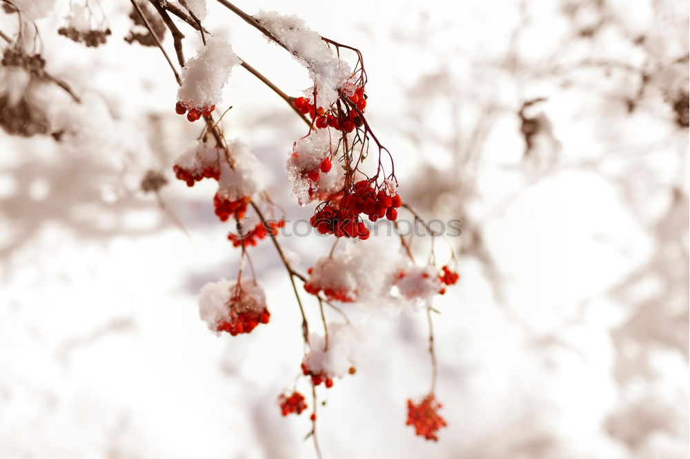 Similar – Image, Stock Photo Rowan branch in the snow