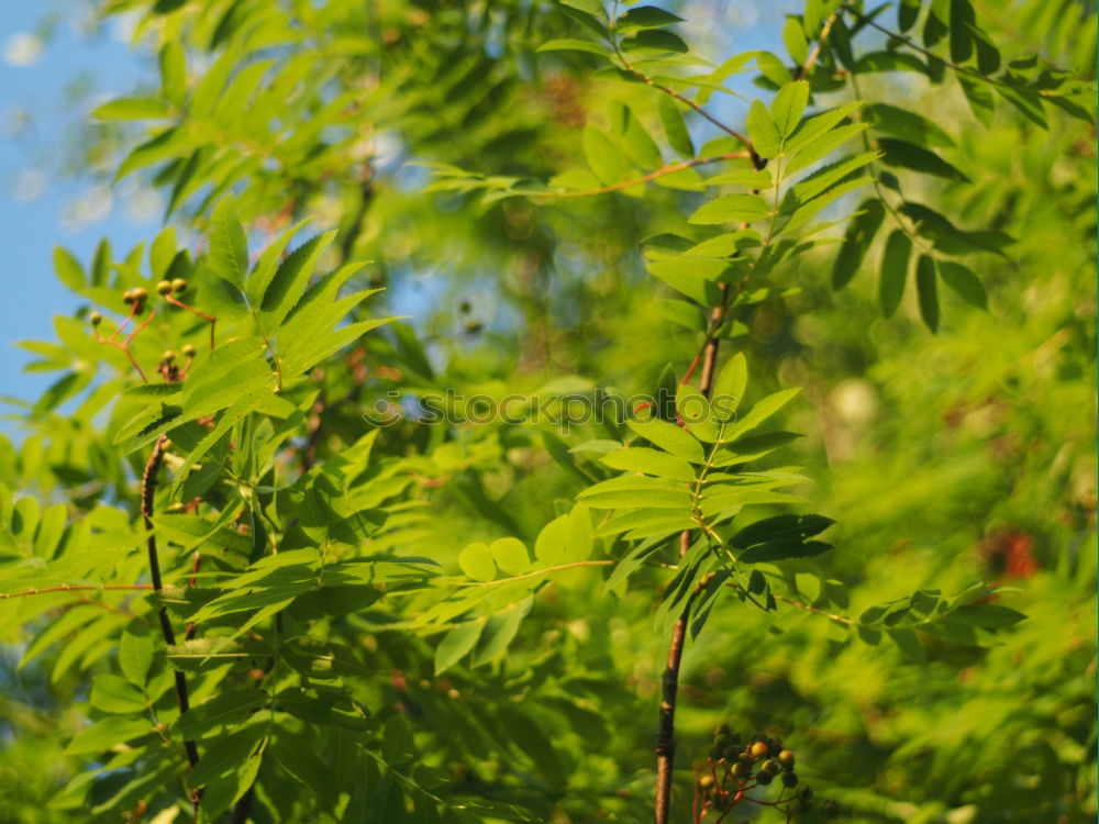 Similar – Image, Stock Photo Backlit Fresh Green Tree Leaves In Summer