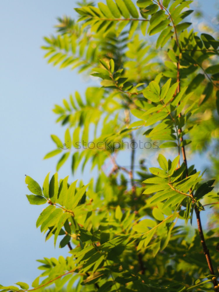 Similar – Image, Stock Photo Green as green _2 Leaf