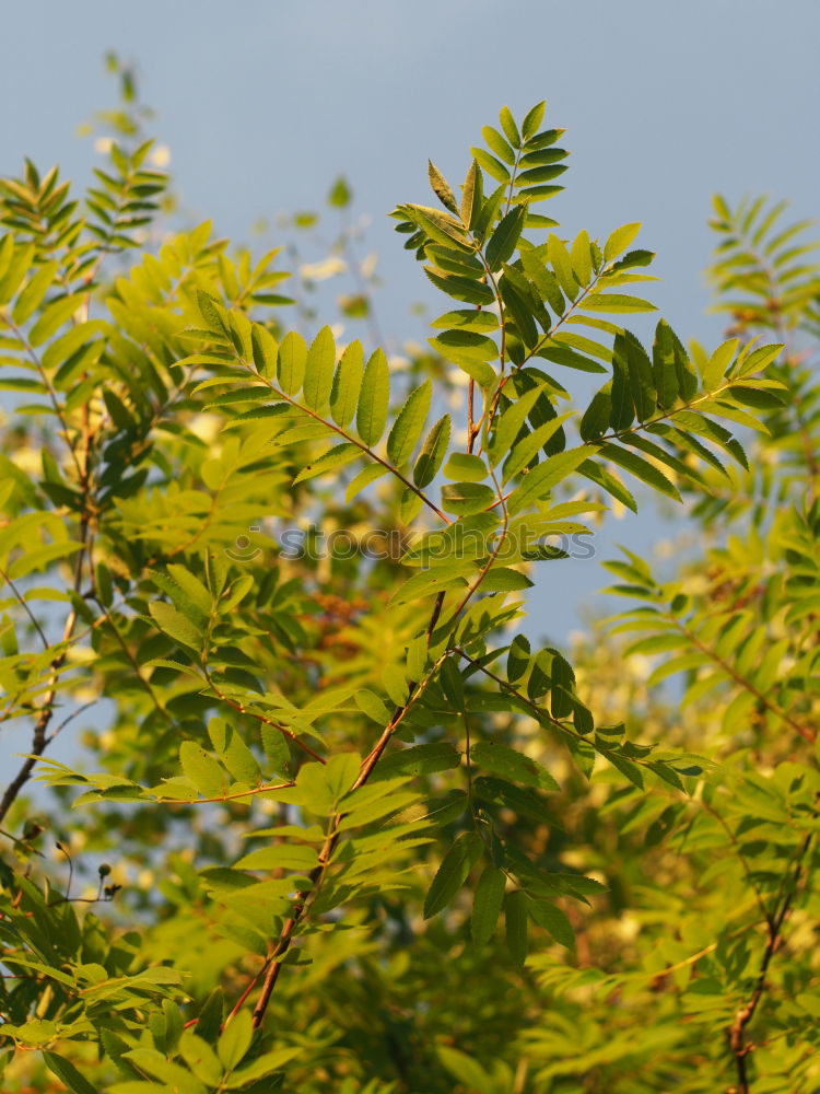 Similar – Discolouration Baum Blatt