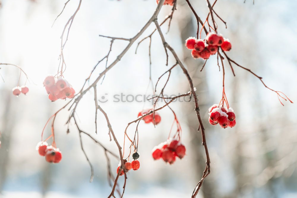 Similar – Cold ice. Fruit Nature