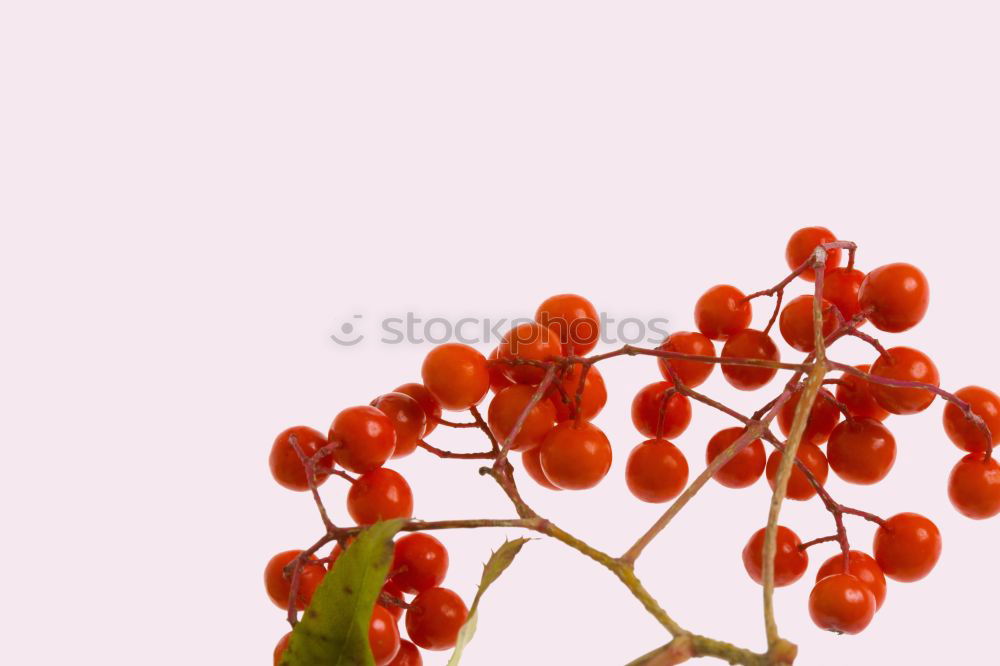 Similar – Image, Stock Photo Flashed rose hips Garden