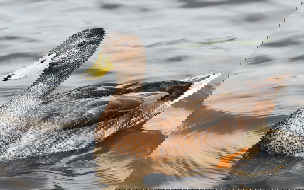 Similar – Image, Stock Photo ladies’ choice Duck Bridge
