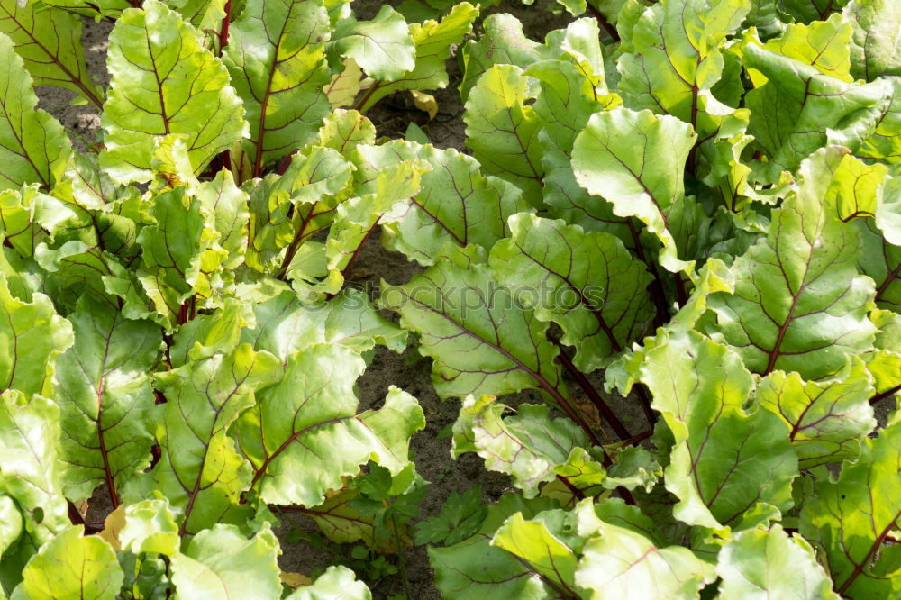 Similar – foliage Tree Leaf Green