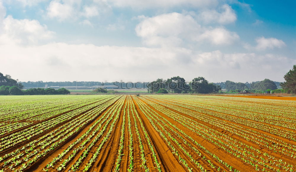 Similar – Image, Stock Photo salad Food Lettuce Salad