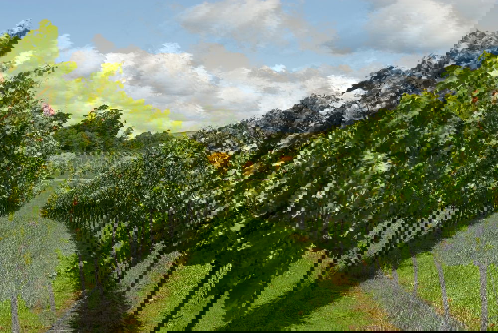Similar – Foto Bild lauf Junge, lauf Frühling