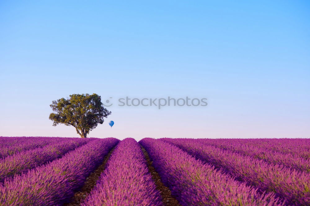 Similar – Image, Stock Photo Beautiful fragrant lavender field in bright light Valensole, Provence, France