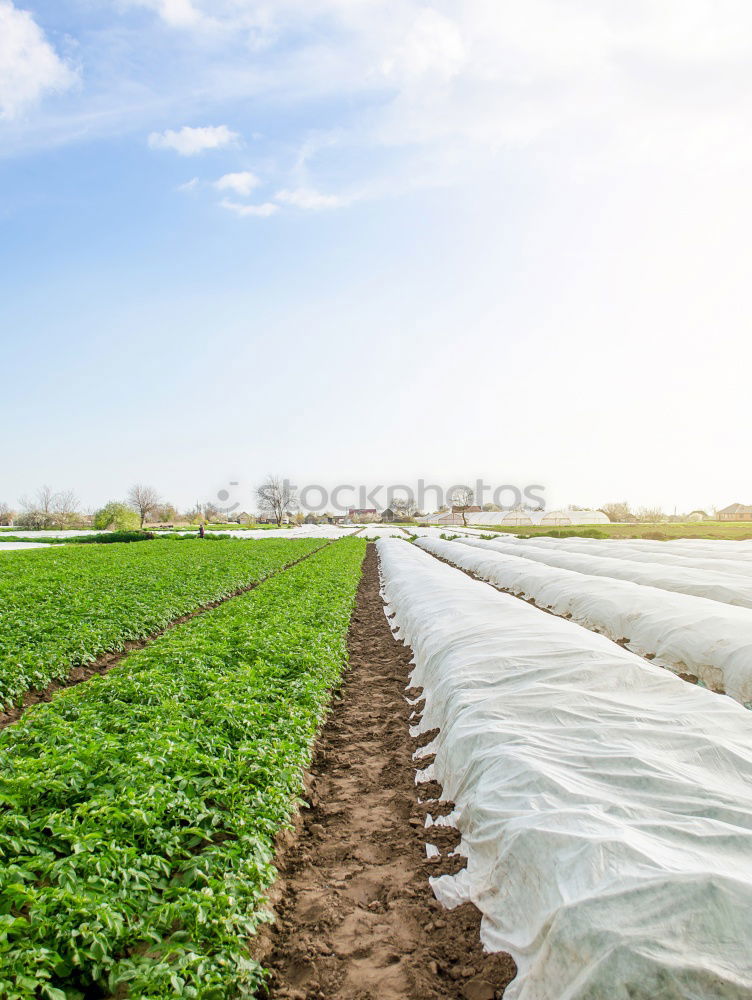 Similar – Strawberries in green house.