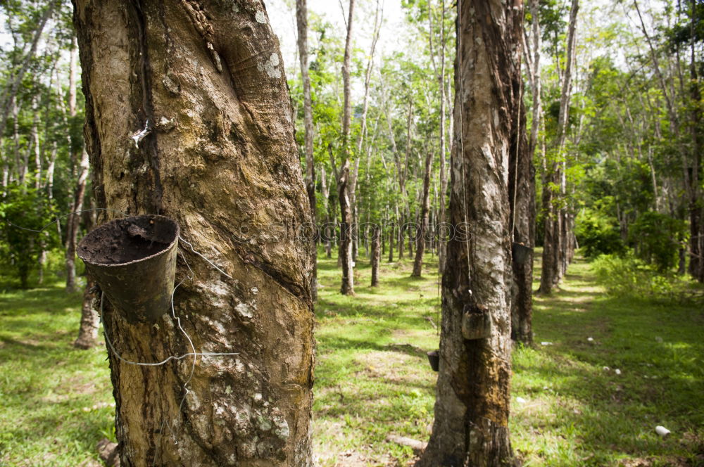 Similar – Image, Stock Photo the German forest is not amused