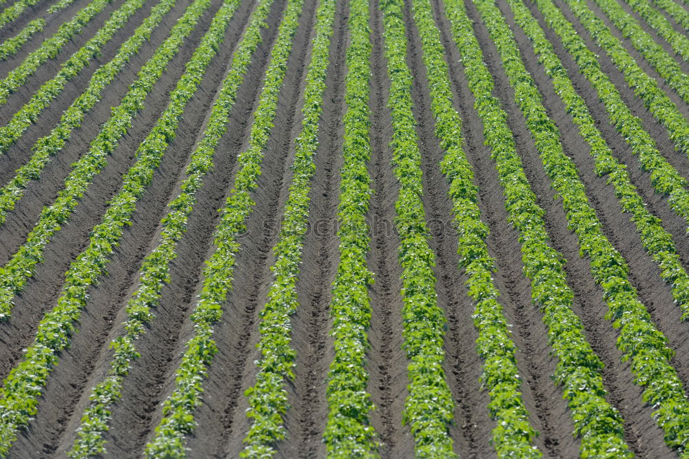 Similar – Image, Stock Photo maize field Vegetable