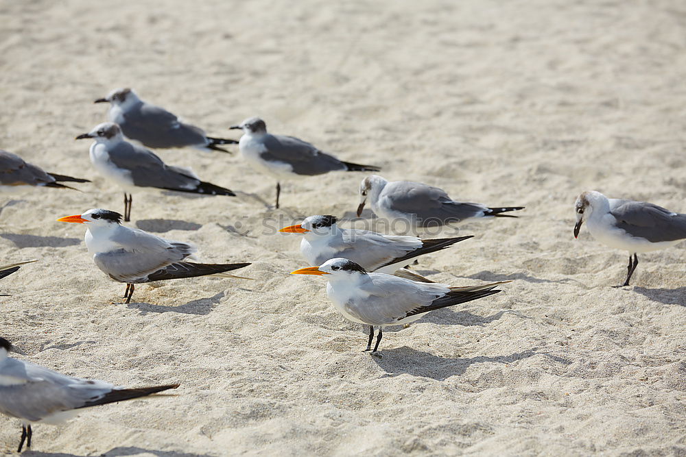 Similar – Foto Bild Aus der Reihe tanzen Vogel