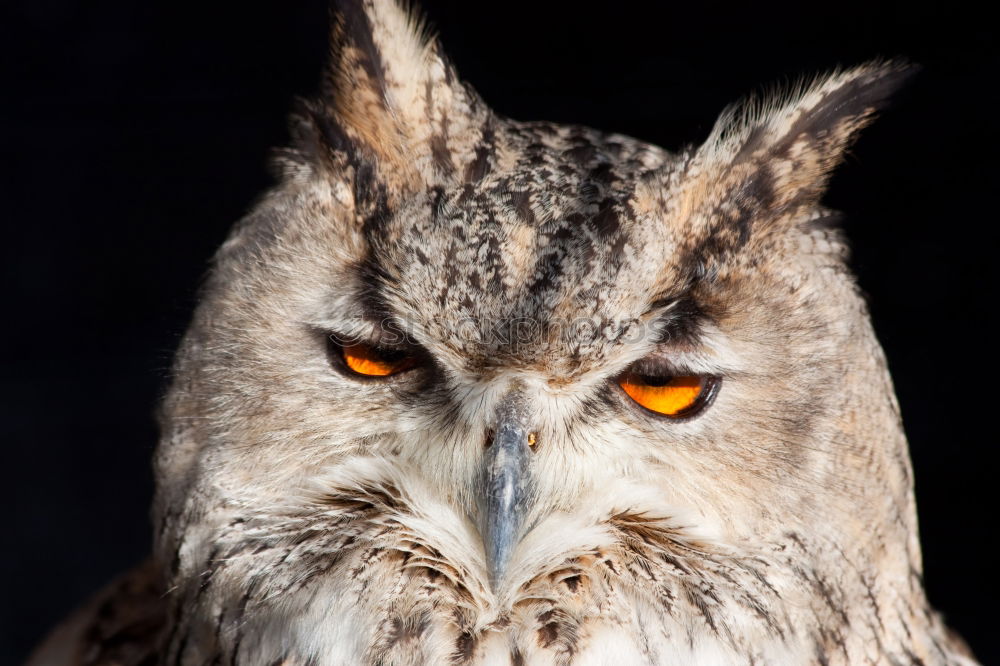 Similar – Portrait eines Schneeeulengesichts mit leuchtend orangenen Augen, Blick in die Kamera