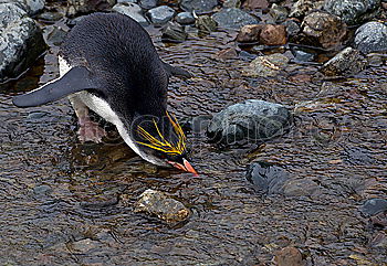 Arctic penguins Nature