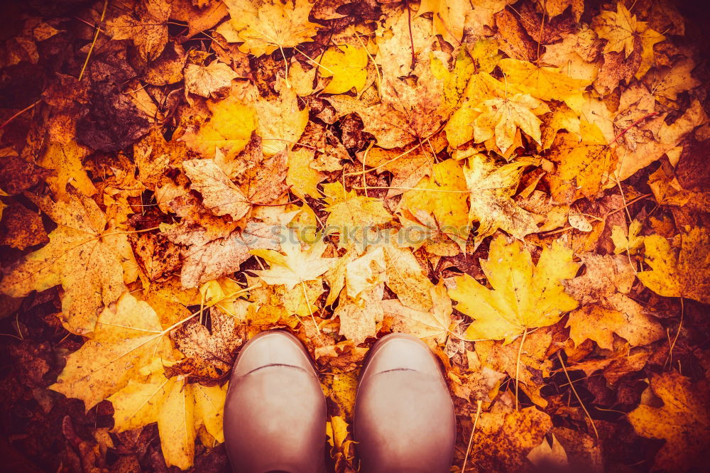 Similar – Foto Bild herbstwind Lieferwagen