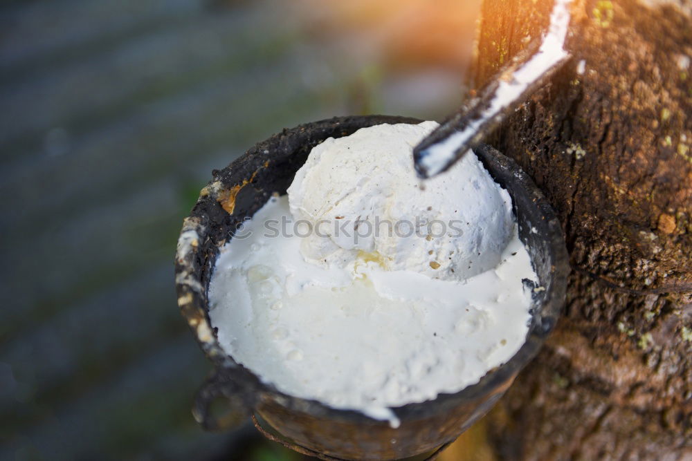 Image, Stock Photo chestnut Hiking