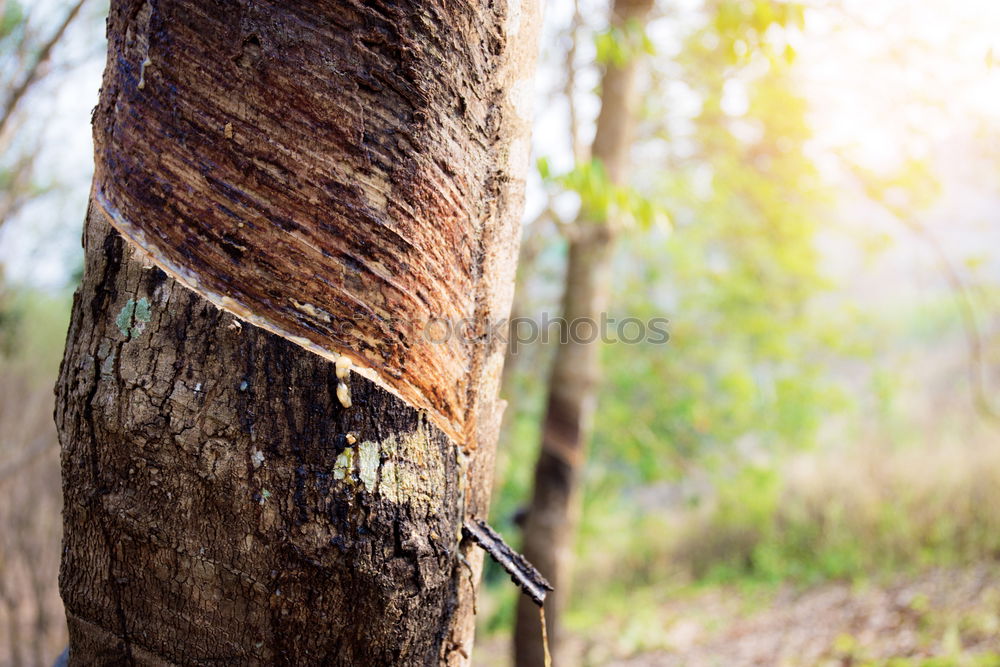 Similar – The climbing forest…