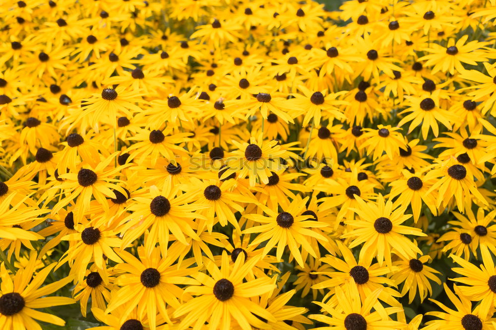 Similar – Image, Stock Photo SeaFlowers Sunflower