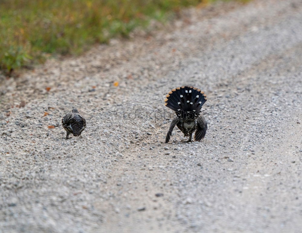 Similar – Image, Stock Photo Rear view of a small black dog with a big shadow on a street