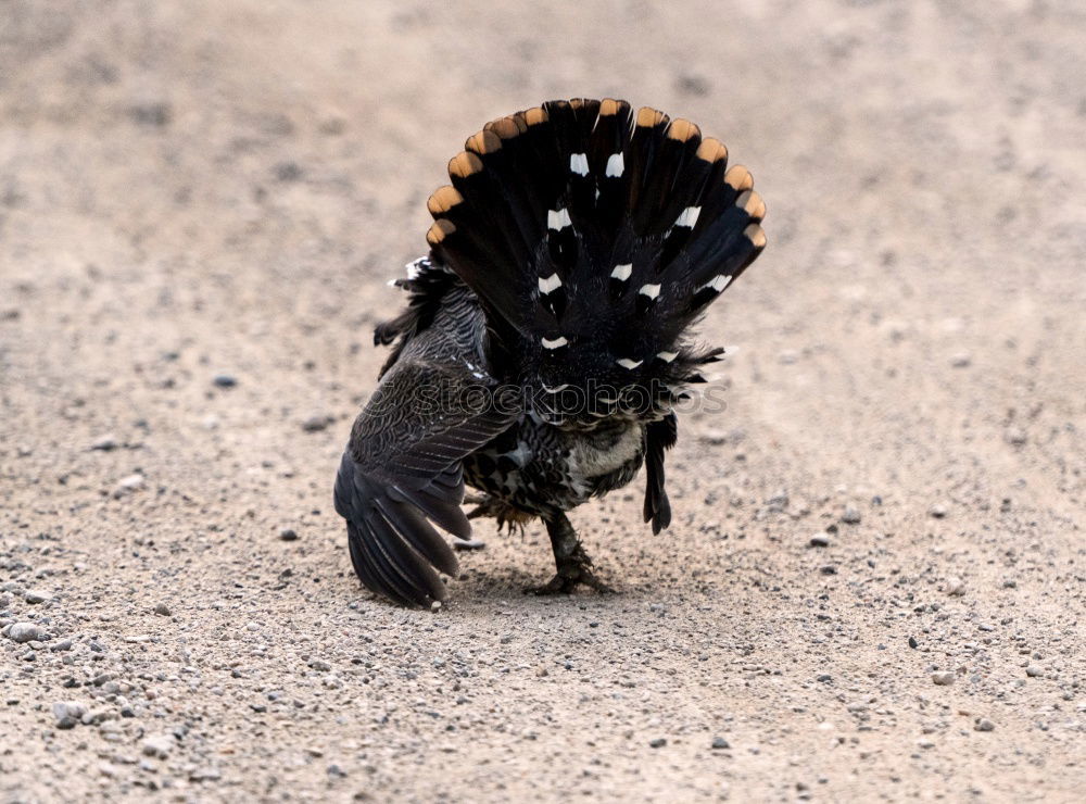 Similar – breakdancing Insect Animal