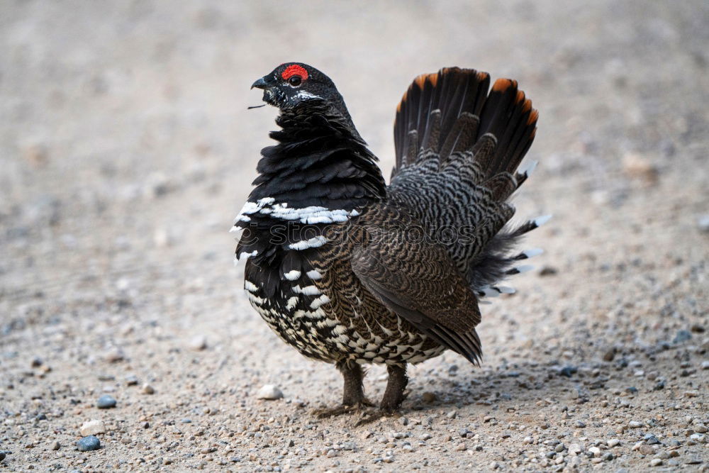 Similar – Image, Stock Photo There is a lot of chicken, let’s bake it!