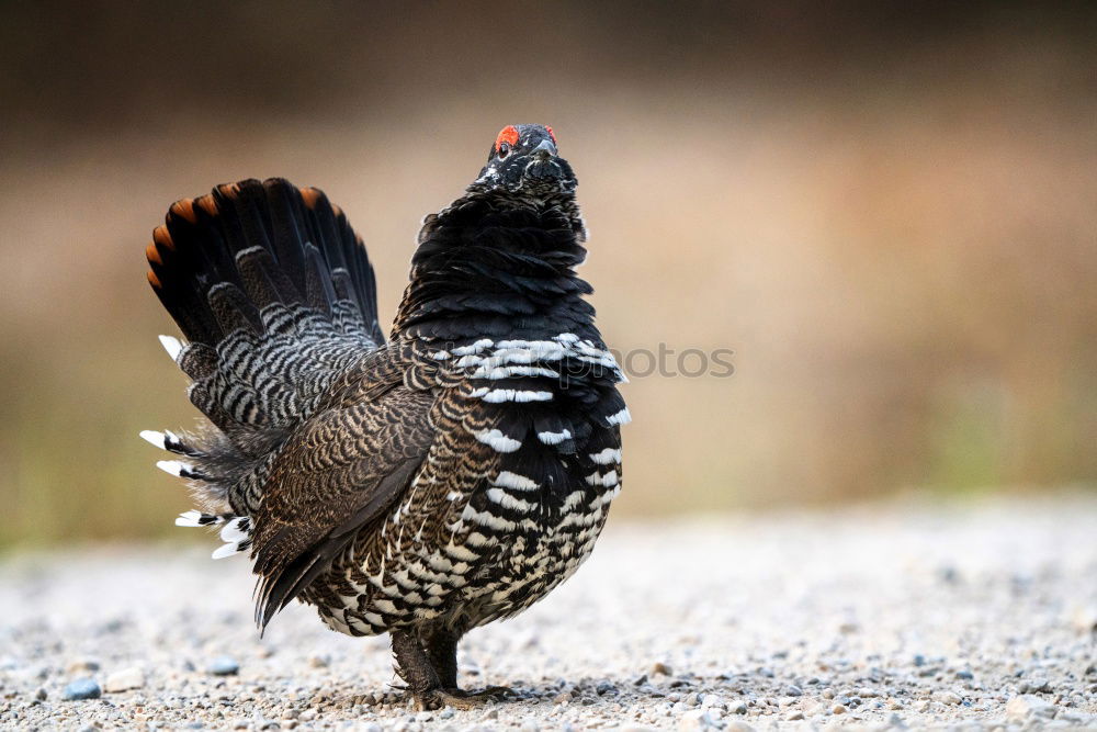 Similar – Image, Stock Photo There is a lot of chicken, let’s bake it!