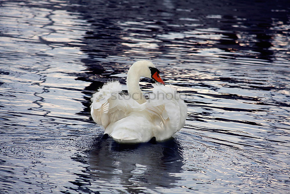 Similar – familiar Green Swan Waves