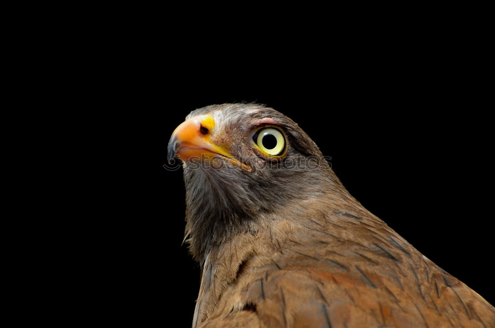 Similar – Buzzard Nature Animal