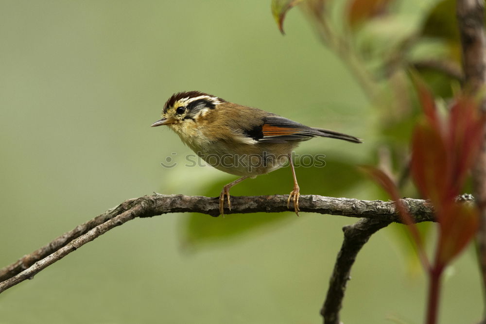 Similar – crested tit perched on small twig