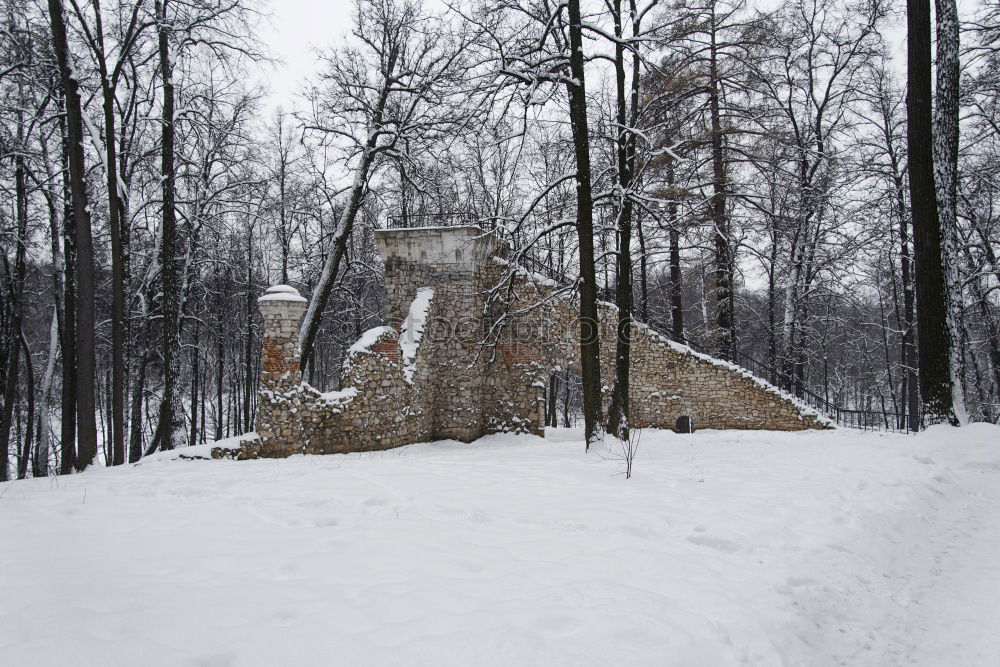 Similar – Foto Bild Denkwürdiger Ort Baum