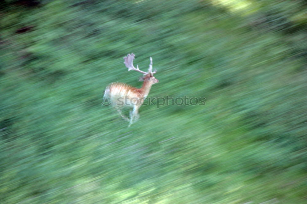 Similar – im Wald? Hirsche Pirsch