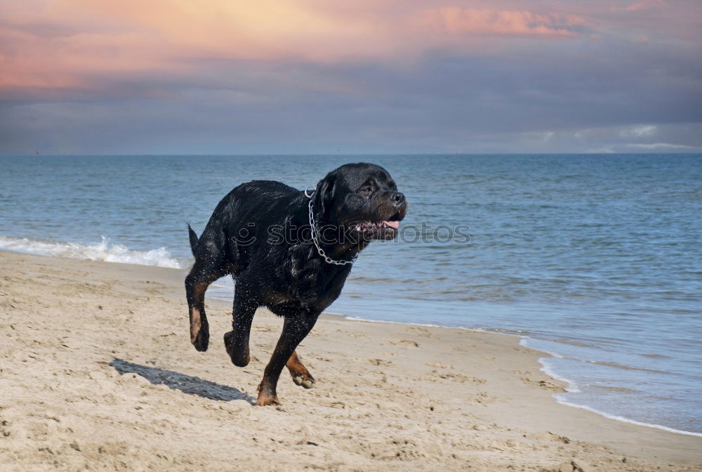 Similar – Image, Stock Photo KingOfTheBeach Dog Clouds